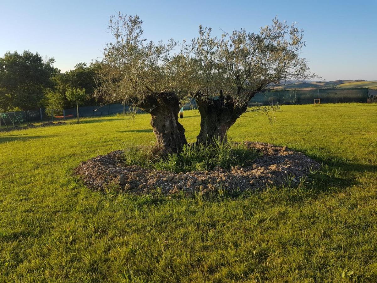 Fattoria Country Village Montecarotto Exteriör bild